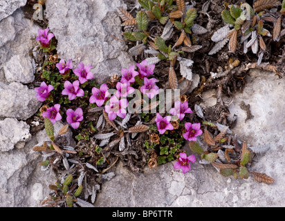 La saxifrage à feuilles opposées, Saxifraga oppositifolia dans la toundra, Rocheuses canadiennes. Banque D'Images