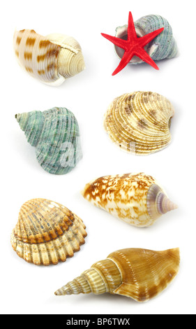 coquillages de mer Banque D'Images