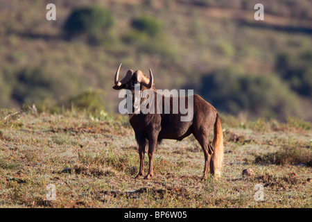 Le Gnou noir ou blanc-tailed Gnu, Amakhala Game réserv e, Afrique du Sud Banque D'Images