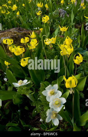 Masses de Glacier-Lily Snow-Lily ou jaune, avec des fleurs, à l'Ouest Pasque Chester Lake - près de Kananaskis, Rocheuses, Canada Banque D'Images