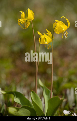 Glacier-Lily Snow-Lily ou jaune, près de la ligne de neige, Rocheuses, Canada Banque D'Images