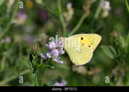 Colias croceus, le papillon jaune, l'alimentation sur la luzerne Banque D'Images