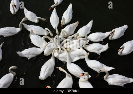 Troupeau de cygnes tuberculés (Cygnus olor) introduits sur la rivière Severn à Worcester dans le Royaume-Uni. Banque D'Images