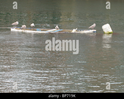 Les goélands argentés juvéniles, Larus argentatus coulé sur un bateau à rames, Fowey, Cornwall, UK Banque D'Images