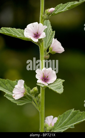 Ketmie des marais, Althaea officinalis en fleur. Dorset Banque D'Images