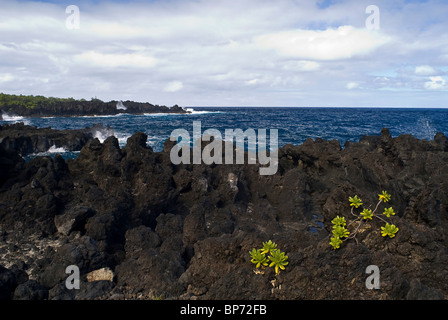 Les plantes à pousser hors de la roche volcanique à Wainapanapa State Park à Hana, Maui. © Craig M. Eisenberg Banque D'Images