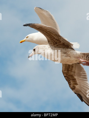 Deux mouettes en plein vol vu sur la plage de Blackpool. L'Angleterre. Banque D'Images