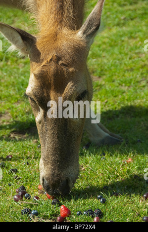 Deer, Blair Drummond Safari park, Stirling, Stirlingshire, Scotland. Banque D'Images