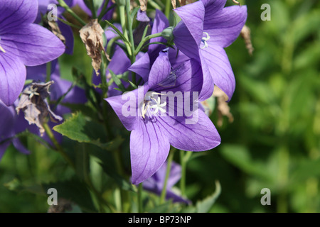 Balloon Flower lamium orvala astra double bleu Banque D'Images