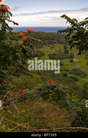 African Tulip fleurs et fermes de Taro près de Nua'ailua Wailua Bay près de l'autoroute, Hana Maui, Hawaii. © Craig M. Eisenberg Banque D'Images