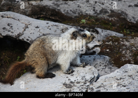 La marmotte, Marmota caligata au-dessus du lac de Chester - parc provincial Peter Lougheed près de Kananaskis, Rocheuses, Canada Banque D'Images