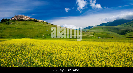 Acres de fleurs sauvages jaune au-dessous de la ville médiévale de Castelluccio au Piano Grande, Ombrie Italie Banque D'Images