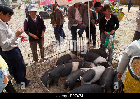 Les porcs au marché de Village Shaxi, Province du Yunnan, Chine Banque D'Images