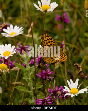 Silver-lavé Fritillary, femme, en prairie fleurie avec betony etc, Powerstock, Dorset. Banque D'Images