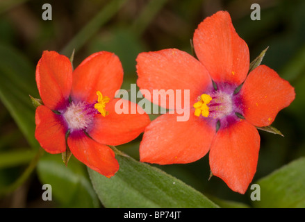 Mouron Rouge Anagallis arvensis ssp. arvensis fleurs ; utilisé comme météorologue. Le Dorset. Banque D'Images