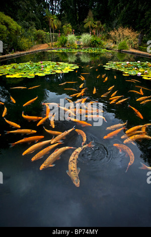 La carpe koï, Abbotsbury sous jardins tropicaux, Dorset, Angleterre. Banque D'Images