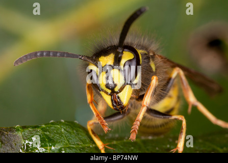 La Guêpe commune Vespula Vulgaris, chef-sur close-up, au début de l'automne. Le Dorset. Banque D'Images