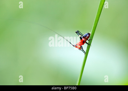 Larve de sauterelle sur brin d'herbe, Sumatra Banque D'Images