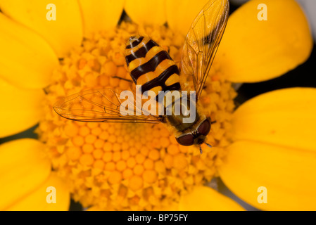 Un Syrphus ribesii hoverfly commun, visite, fleurs de souci de maïs ; wildlife garden, Dorset. Banque D'Images