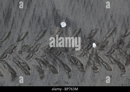 Les coquillages et les traces de pneus sur Ohope beach, New Zealand Banque D'Images