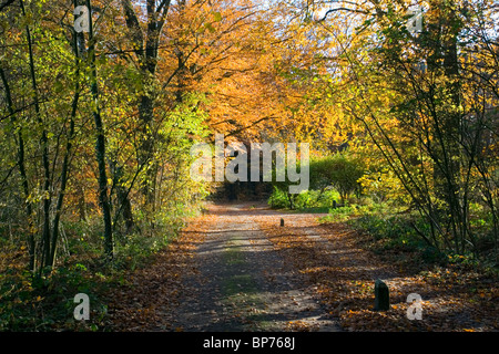 Dans une forêt en automne Banque D'Images