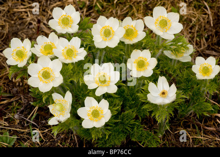 Pasque l'ouest ou de fleurs d'Anémone Anémone, de l'Ouest (Pulsatilla occidentalis occidentalis) dans les rocheuses canadiennes. Banque D'Images