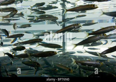 Poissons Sardine Marine dans la pièce à l'Ocean Institute à Dana Point Harbor, Dana Point, Orange County, Californie Banque D'Images