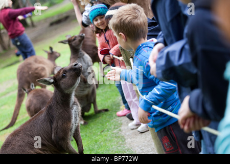 L'alimentation des enfants et de kangourous rouges pour enfants à Healesville Sanctuary Animaux Banque D'Images