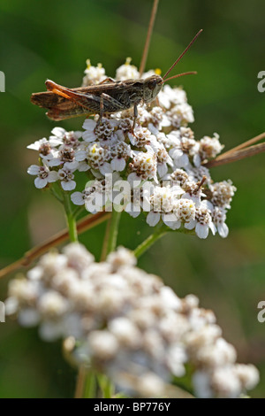 Chorthippus biguttulus, l'avant-winged grasshopper Banque D'Images