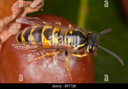 La Guêpe commune Vespula Vulgaris, il se nourrit de fruits tombés, au début de l'automne. Le Dorset. Banque D'Images