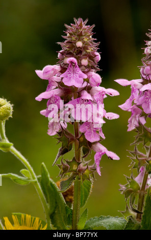 Woundwort hybride, Stachys x ambigua (Hedge woundwort x Marsh Woundwort) en fleurs. Le Dorset. Banque D'Images