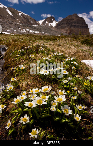 Elkslip Marsh-Marigold la montagne, ou, Caltha leptosepala, à Helen Lake, Banff National Park, Rocheuses, Canada Banque D'Images