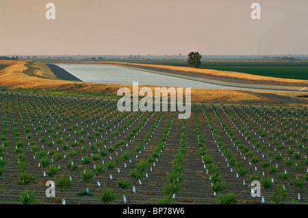 Les cultures récemment plantés dans le champ à côté de l'Aqueduc de Californie au coucher du soleil dans la vallée centrale, Merced County, Californie Banque D'Images