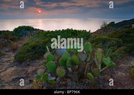 Coucher de soleil sur l'océan de rasoir, Torrey Pines State Reserve, San Diego, Californie Banque D'Images