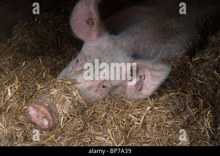 Large White Sow Hybrid reposant sur lit de paille Banque D'Images