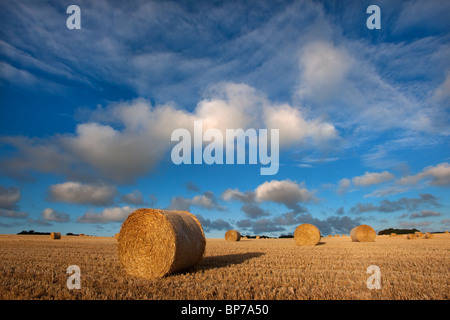 Des balles de paille rondes et des chaumes après la récolte du blé Metton Août Norfolk Banque D'Images