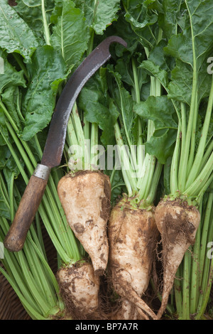 Betterave à sucre Beta vulgaris montrant la culture et les racines au moment de la récolte Banque D'Images