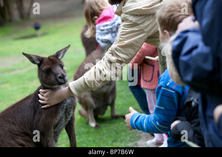 L'alimentation des enfants et de kangourous rouges pour enfants à Healesville Sanctuary Animaux Banque D'Images