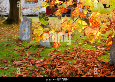 L'automne les feuilles d'or dans le cimetière de Saint Pierre et de saint Paul dans l'Église ,Wantage Oxfordshire, Angleterre, Royaume-Uni Banque D'Images