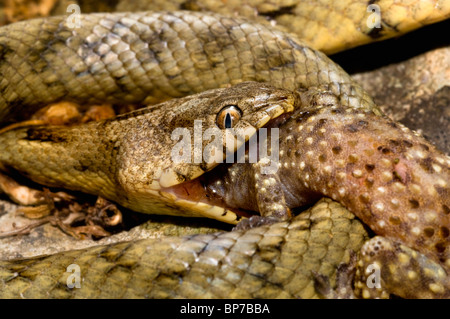 Cat, serpent serpent chat européen (Telescopus fallax), cat se nourrit (gecko Hemidactylus turcicus), la Grèce, le Creta Banque D'Images