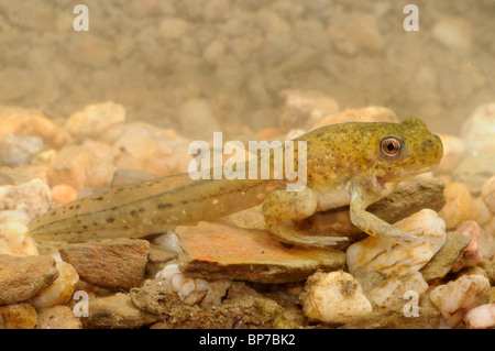 Crapaud de l'Europe de l'Ouest, Crapaud (Pelobates cultripes Ibérique), têtard, l'Espagne, l'Estrémadure, Caseres Banque D'Images