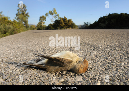 Blackcap (Sylvia atricapilla), roadkill, Grèce, Péloponnèse, Messinien Banque D'Images