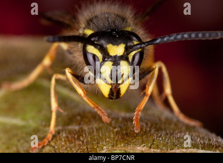 La Guêpe commune Vespula Vulgaris, chef-sur close-up, au début de l'automne. Le Dorset. Banque D'Images