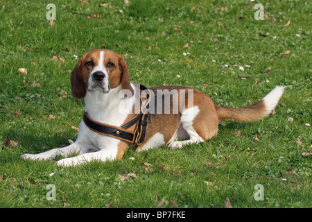 Beagle (Canis lupus familiaris) porte un harnais en position allongée sur une pelouse dans un parc urbain. Banque D'Images