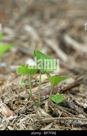 Lierre, le lierre (Hedera helix) grandir à partir de bois les glumes. Banque D'Images