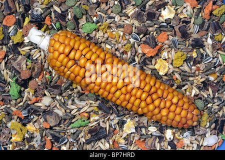 Le maïs, le maïs (Zea mays). S/N situé sur l'alimentation des rongeurs avec tournesol, céréales, granulés multicolores et de maïs en grains. Banque D'Images