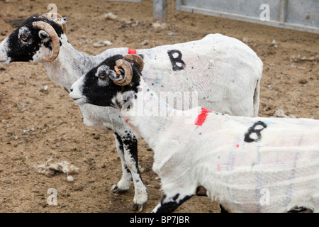 Fraîchement marqué par la tonte des moutons en Sleddale humide, Lake District, UK. Banque D'Images