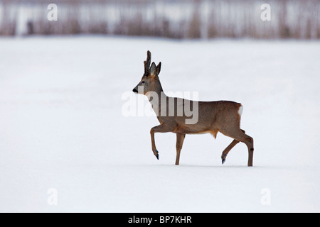 Le chevreuil (Capreolus capreolus) buck walking in field en hiver dans la neige, Allemagne Banque D'Images