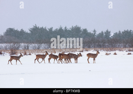 Le chevreuil (Capreolus capreolus) troupeau au cours de neige dans le champ d'hiver dans la neige, Allemagne Banque D'Images