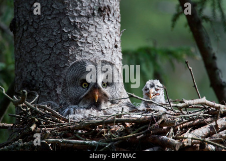 La Chouette lapone (Strix nebulosa) avec poussin dans nichent dans la forêt boréale, la Suède Banque D'Images
